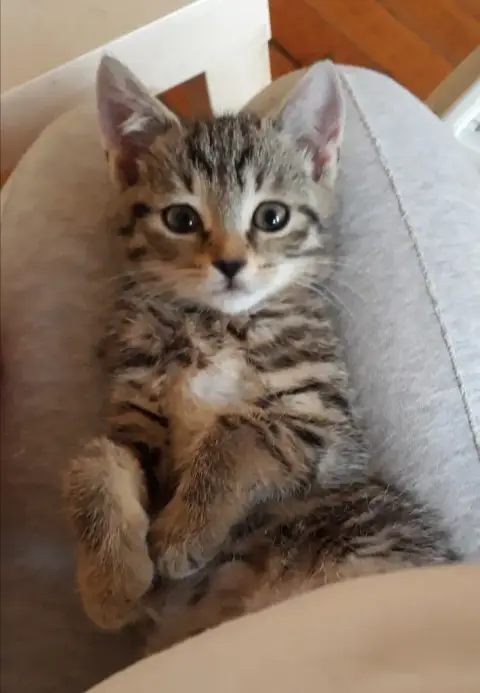 Poupi Chatonne Tigrée