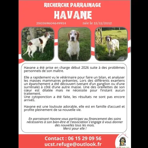 Havane