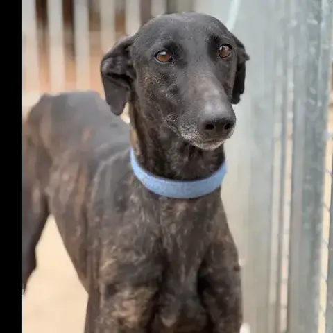 Chicuelo