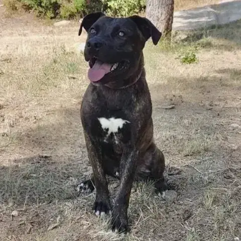 Tino photo 3