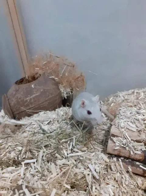 Pika photo 2