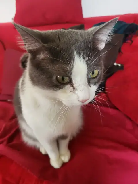 Merlin