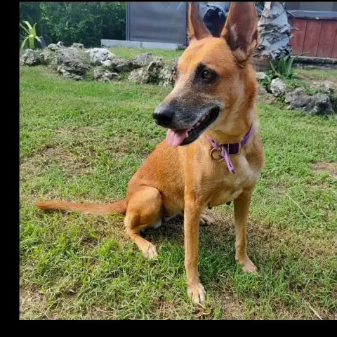 ✨️ Malia ✨️ 🐶 photo 3