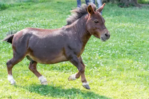 Diabolo