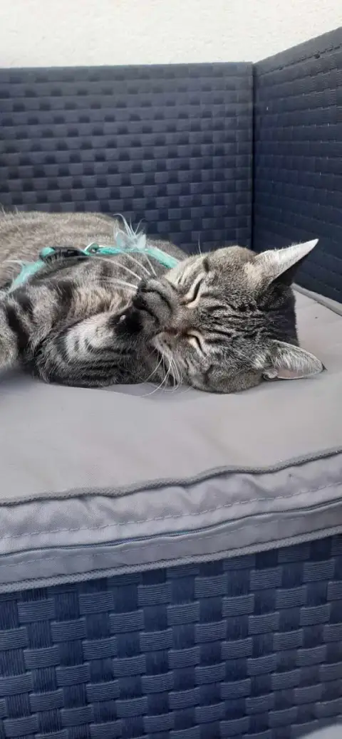 Minette photo 2