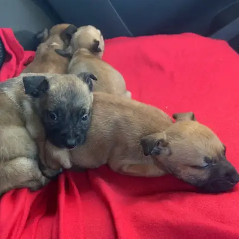 Bébés Malinoises