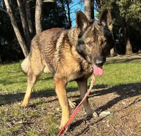 Buck photo 2