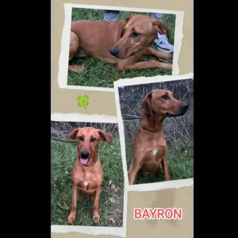 Bayron