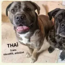 Thaï Et Suzie