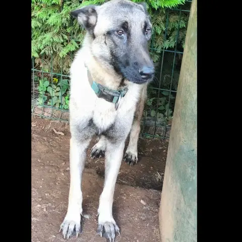 Zorro