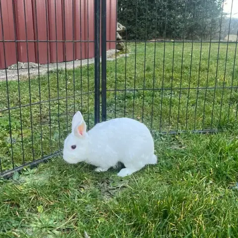 Mochi photo 2