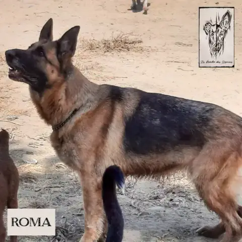 Roma photo 2
