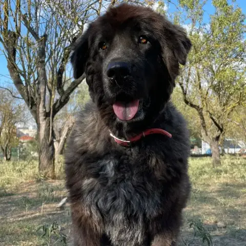 Greta photo 3