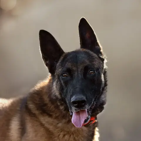 Narko