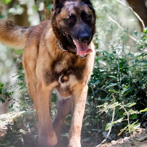 Simba photo 2