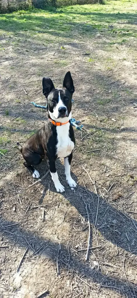 Ciro