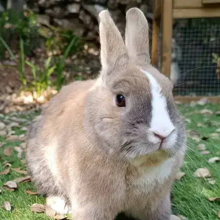 Flop