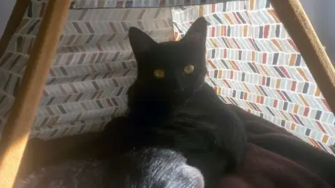 Mambo