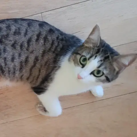 Kitty
