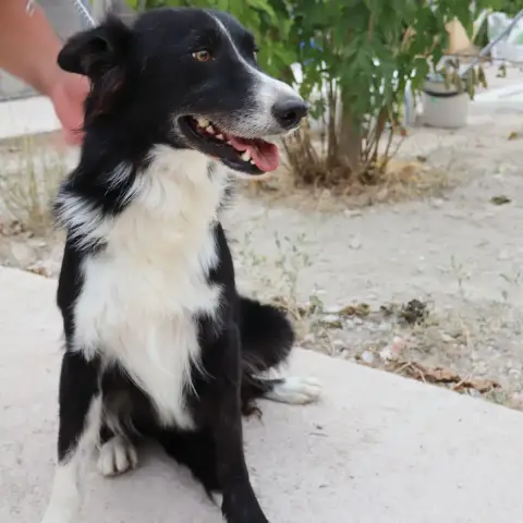 Indio