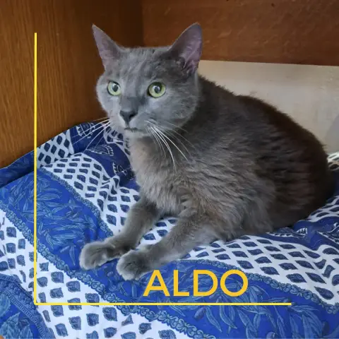 Aldo