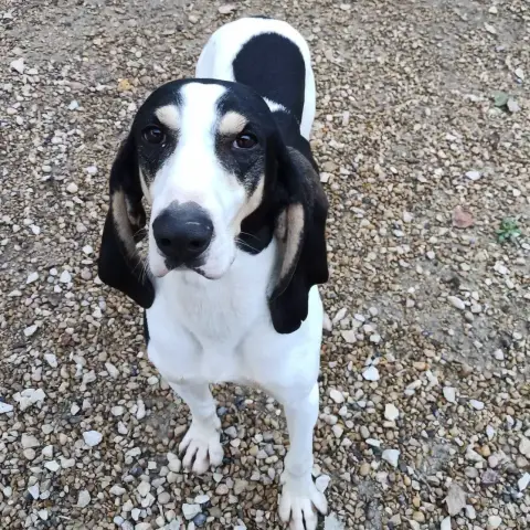 Aldo