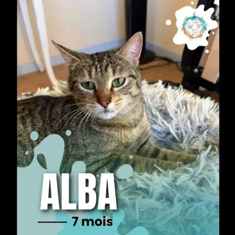 Alba