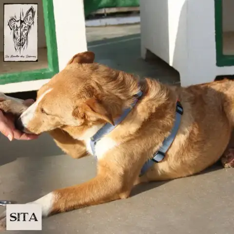 Sita photo 3