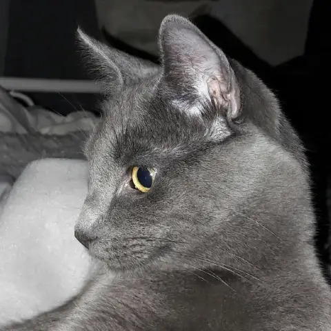 Noa