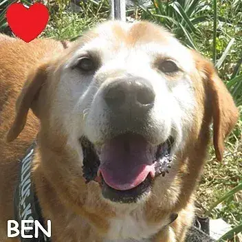Ben -Urgence