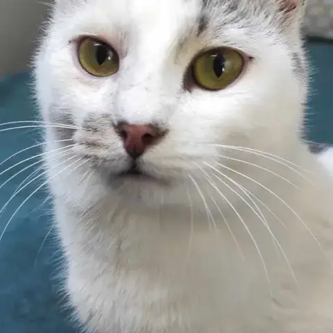 Kit