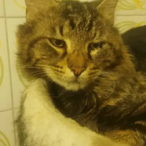 T' Gris photo 2