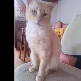 Milo photo 2