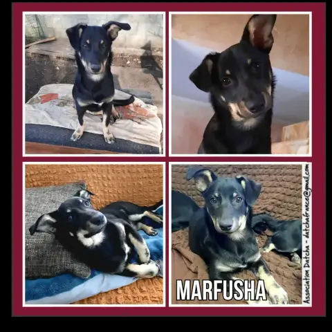 Marfusha