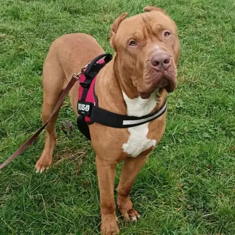 Tyson photo 2