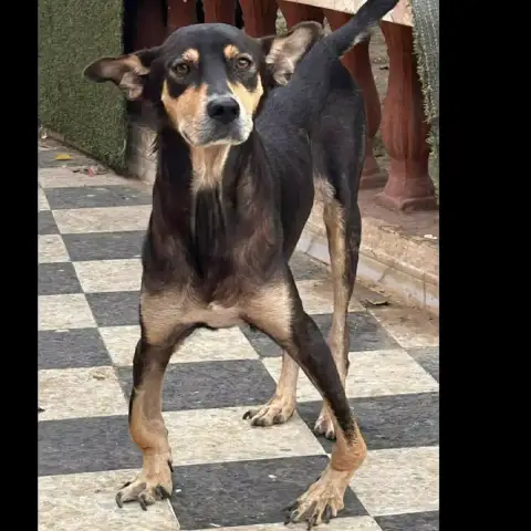 Blacky photo 2