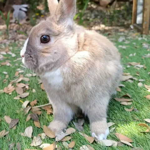 Flop photo 2