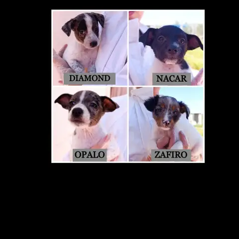 Diamond/Nacar/Opalo/Zafiro