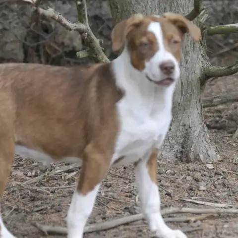 Abba