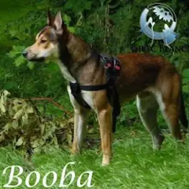 Booba photo 3