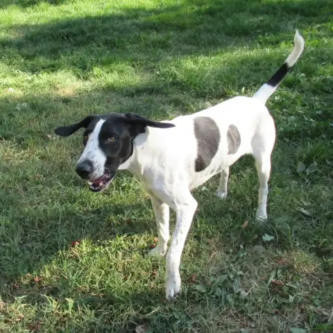 Snoopy photo 2