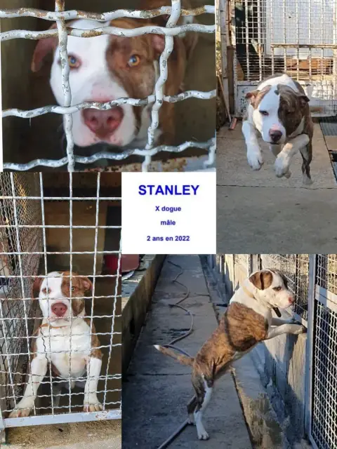 Stanley photo 2