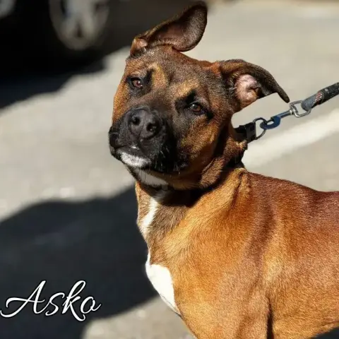 Asko
