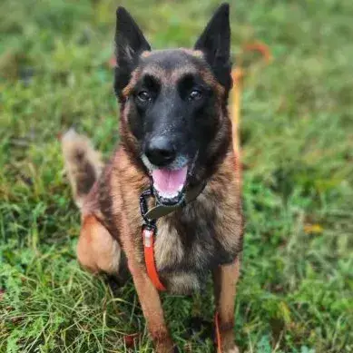 Bolt
