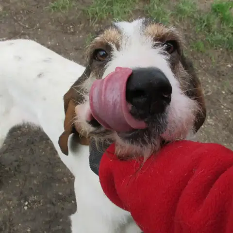 Pipo photo 3