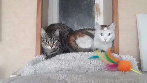 Lutti Et Krema