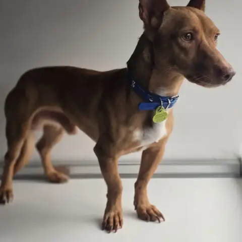 Chili