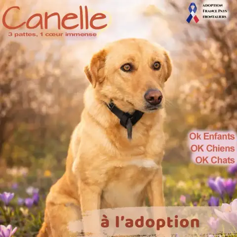 Canelle