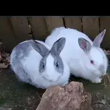 Zoè