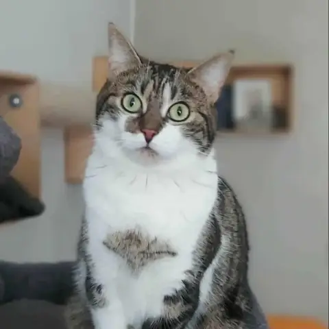 Zaniah